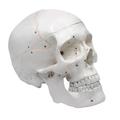 Eisco Model, Human, Skull, Numbered AM0124AS